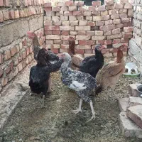 مرغ دورگه