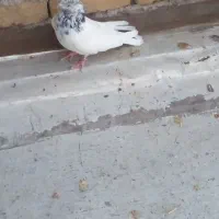 نر جوزی|حیوانات|بروجرد, |دیوار