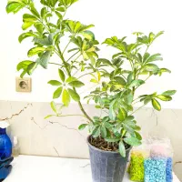 گل طبیعی|گل و گیاه طبیعی|قوچان, |دیوار