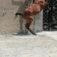 کره مادیون دوسر تاییدیه