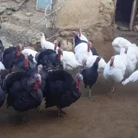 بوقلمون محلی|حیوانات مزرعه|بروجرد, |دیوار