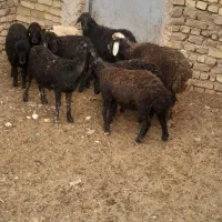 بره