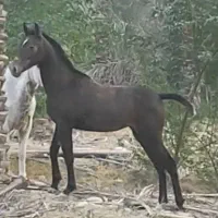 اسب مادیون|اسب و تجهیزات اسب‌سواری|بوشهر, |دیوار