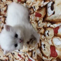 واگذاری. غ ی. ر. ر ا. گربه پرشین