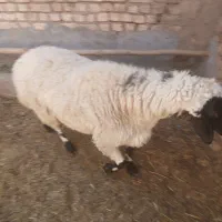 قوچ یه ساله