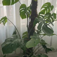 پرستار و آموزش کودک یکسال و نیم