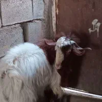 گوسفند|حیوانات مزرعه|زرند, |دیوار