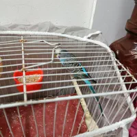 یک جفت مرغ عشق|پرنده|مشهد, قائم|دیوار