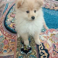 سگ پامرخرسی|سگ|ابریشم, |دیوار