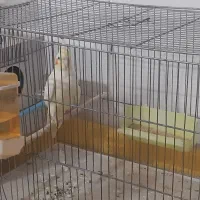 طوطی هلندی|پرنده|زنجان, |دیوار