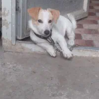 سگ ماده پاکوتاه.۷ماهه