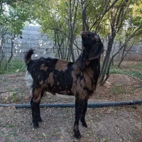 نر بز چهل گل|حیوانات مزرعه|شهرضا, |دیوار