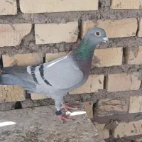 پلاکی بازرگان