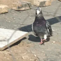 جف زاغ دمسفید پاک