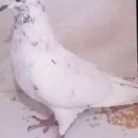 کفتر ماده کاکلی|پرنده|ری, دولتآباد|دیوار