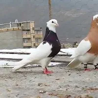 طوقی|پرنده|بختگان, |دیوار