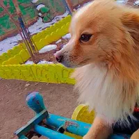 پامرین روباهی