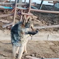 سگ ژرمن عالی واسه نگهبانی نترس ق م ت 9