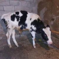 گوساله یکی نر هلشتاین یک ماده نژاد براون سوئیسی|حیوانات مزرعه|ارشق, |دیوار