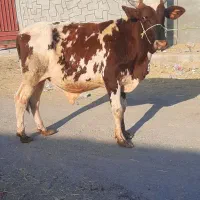 گاو نر