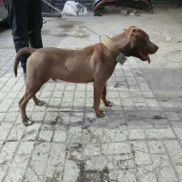 پیت بول|سگ|مشهد, عامل|دیوار