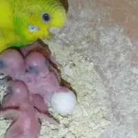 مرغ عشق سالم جفتی پانصدهزار