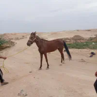 اسب|اسب و تجهیزات اسب‌سواری|اهواز, کارون|دیوار