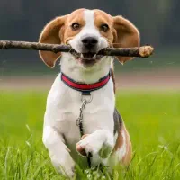 سگ پیدا شده