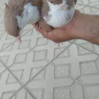 یک جفت زرد رسمی|پرنده|کرمان, |دیوار