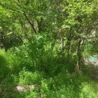 زمین-سه-نبش-سند-تک-برگ-کاربری-مسکونی-در-شهرک-بهشتی
