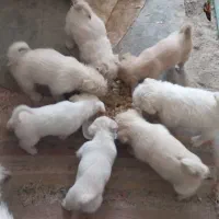 سگ پیدا کردم