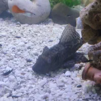 کت فیس اسپرت