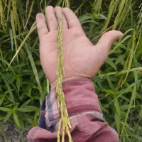 برنج دم‌سیاه اعیانی درجه 1|خوردنی و آشامیدنی|کلاله, |دیوار