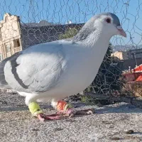 ساده|پرنده|زاهدان, |دیوار