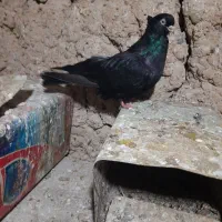 جفت ماده به شرط تخم و جوجه