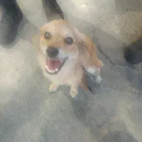 سگ پامر