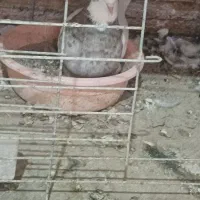 کبوتر طوقی|پرنده|میبد, |دیوار