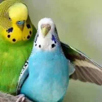 فروش تعدادی مرغ عشق با قفس وجوجه ومتعلقات
