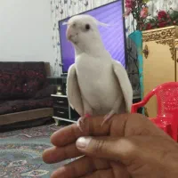 آلبینو نر سخنگو رام