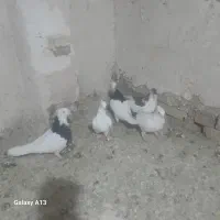 ۲عدد طوقی نر یک جفت فری یک چب سرخ نر همه پر قیچی