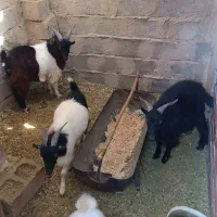 سه عدد نری چاق