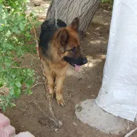 سگ ژرمن سن 4به5|سگ|محمدشهر, ولدآباد|دیوار