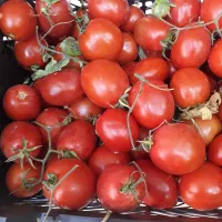 پخش وسایل مورد نیاز برای هتل رستوران و غذا خورهی