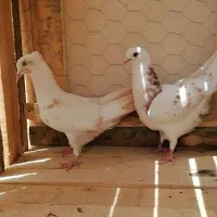ی تعداد کفتر