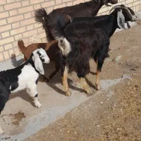 بز نیدی سرحال