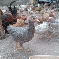 مرغ محلی اصل برای کشت و داشت|حیوانات مزرعه|یاسوج, |دیوار