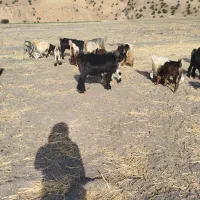 پازن|حیوانات مزرعه|منج, |دیوار