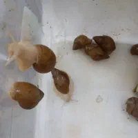 حلزون آچاچیتا آلبینو