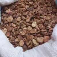 باقله بذرهستن خیلی خوب کیلوی ۵۰۰