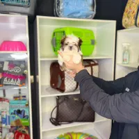 شیدزو سوپر فلت/شیدزو/فروش پت|سگ|تهران, تهرانپارس غربی|دیوار